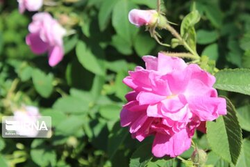 L’implantation de la rose de Damas à Ardabil