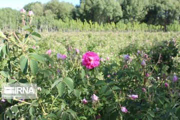 L’implantation de la rose de Damas à Ardabil