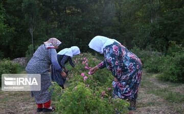 L’implantation de la rose de Damas à Ardabil