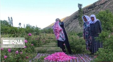 L’implantation de la rose de Damas à Ardabil