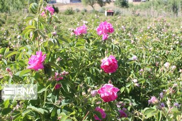 L’implantation de la rose de Damas à Ardabil