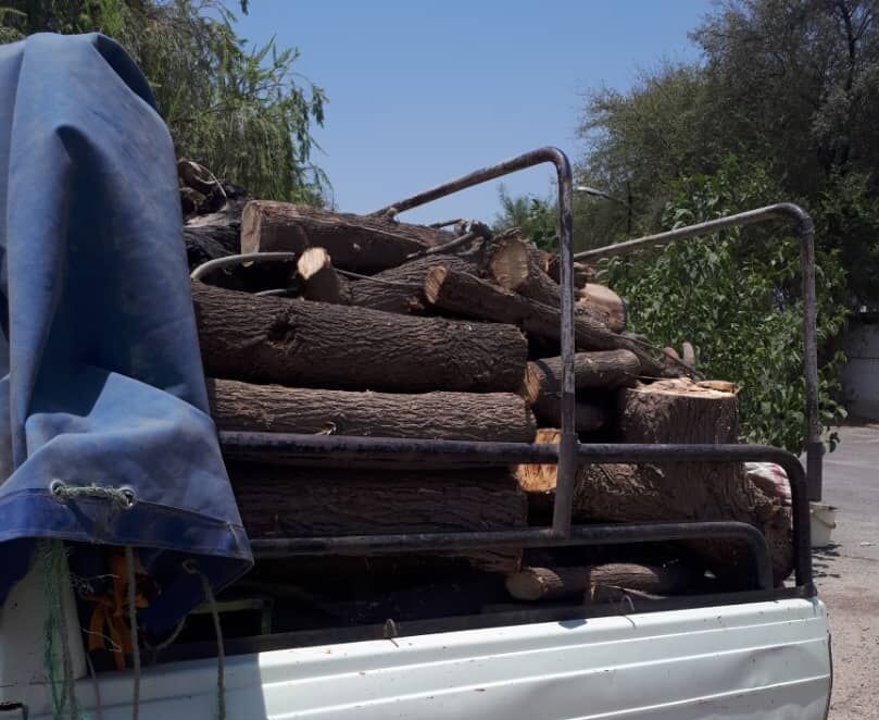 قاچاقچیان درختان جنگلی در دزفول دستگیر شدند