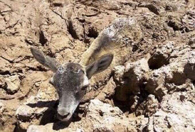 ۲ راس آهو در اسفراین از مرگ حتمی نجات یافت