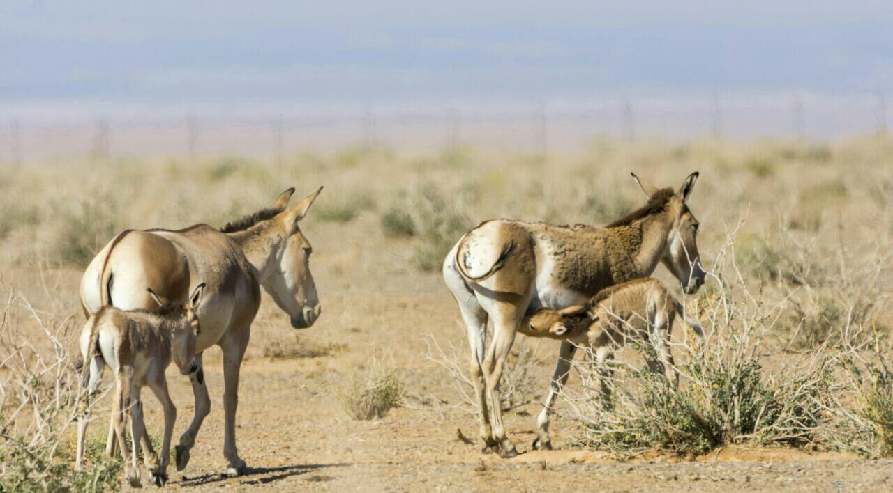 احیای زادگاه تنها بازمانده علف‌خوار تک سُم درپارک ملی کویر استان سمنان