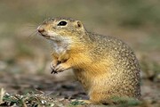 یک کلنی سنجاب زمینی زرد در کردستان شناسایی شد