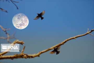 Super Lune 2021: des scenes magnifiques dans le ciel de Hamedan 