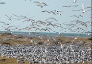 پرندگان تابستان‌ گذران جزایر بوشهر آمار برداری شدند

