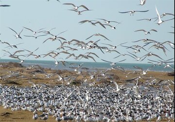 پرندگان تابستان‌ گذران جزایر بوشهر آمار برداری شدند

