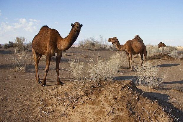 پرورش شتر در خوزستان اقتصادی و سودآوراست 