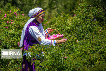  Transformation des produits agricoles : une augmentation de 40 millions de tonnes en Iran 