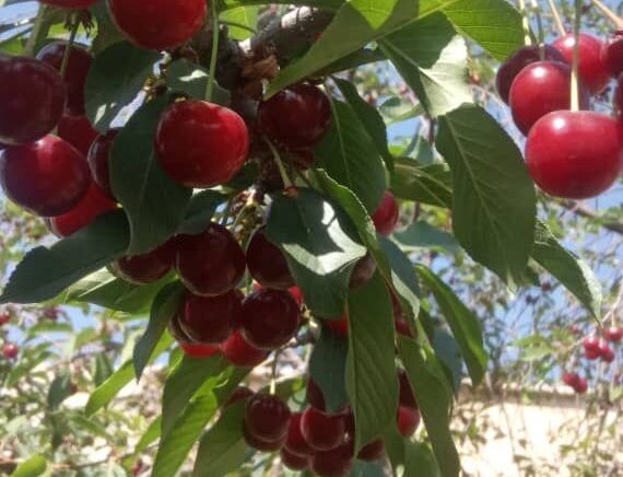سایه خشکسالی بر شهر گیلاس کردستان