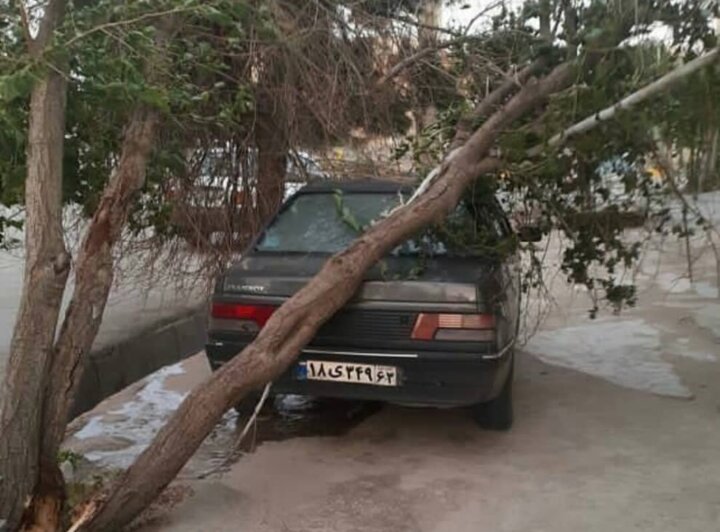 توفان در کازرون باعث سقوط برخی درختان شد