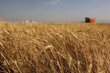  ۱۴۰ هزار هکتار از مزارع آذربایجان غربی زیر کشت گندم پاییزه رفت