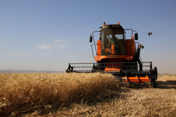 تولید گندم در سردشت ۲۵ درصد کاهش یافت