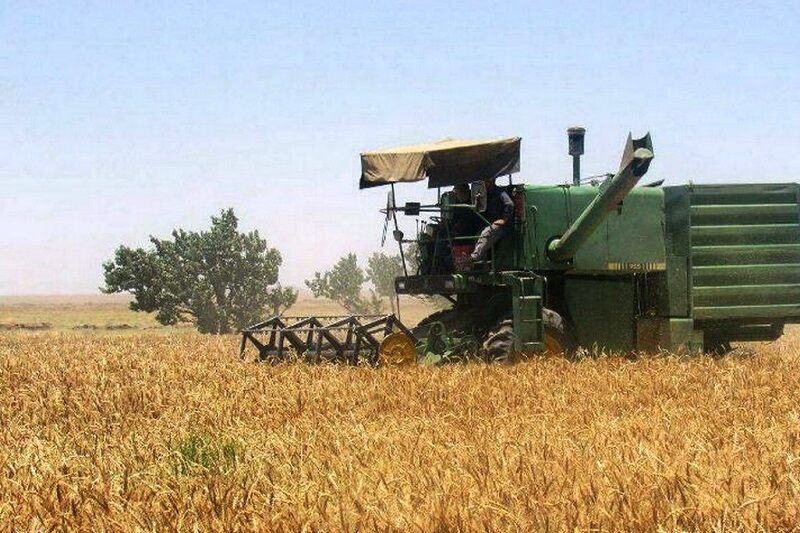 ۳۶ هزار و ۱۵۷ تن گندم از کشاورزان استان سمنان خرید تضمینی شد