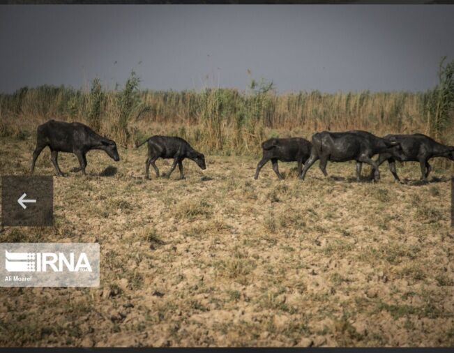 احداث استخر برای نجات گاومیش‌های خوزستان 