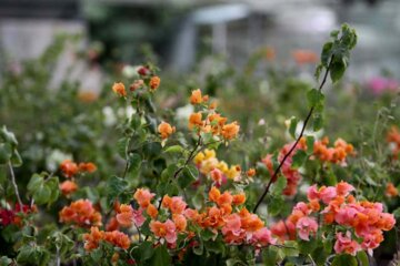 مرمت و احیای باغ ملی "گیاه‌شناسی تیس" چابهار