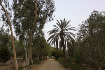 مرمت و احیای باغ ملی "گیاه‌شناسی تیس" چابهار