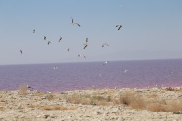 حلقه گذاری پرندگان جزایر دریاچه ارومیه