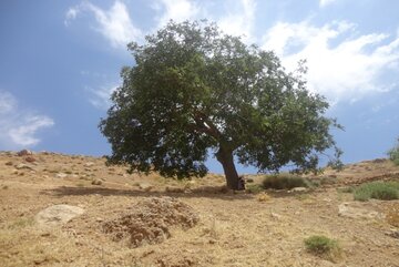 مراتب ثبت ملی ۹ اثر طبیعی به استاندار چهارمحال و بختیاری ابلاغ شد