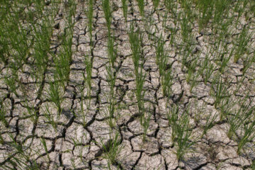 خشکسالی یکهزار و ۴۰۰ میلیارد ریال به کشاورزی مانه و سملقان خسارت زد