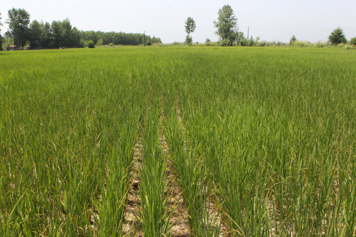 تشدید بحران گرسنگی در آسیا در سایه کرونا