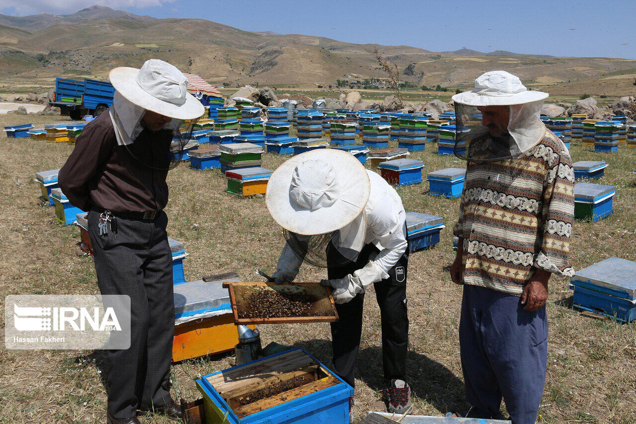 تولید عسل در یزد ۳۳ درصد افزایش یافت