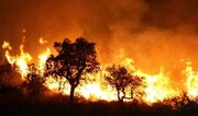 ده‌ها هکتار از جنگل‌های شمال شرقی الجزایر در آتش سوخت
