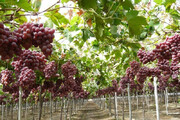 افزون بر ۹۲ هزار تن انگور در شاهرود تولید شد