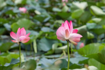 Hermosos nenúfares flotando en el humedal de Sustán 