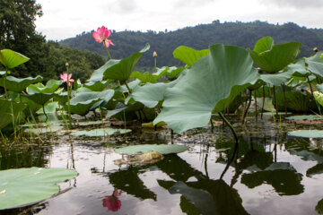 Hermosos nenúfares flotando en el humedal de Sustán 