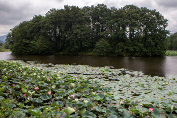 Hermosos nenúfares flotando en el humedal de Sustán 