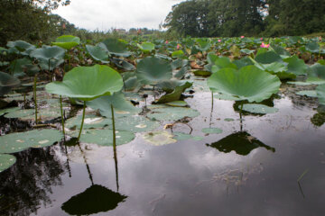 Hermosos nenúfares flotando en el humedal de Sustán 