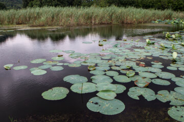 Hermosos nenúfares flotando en el humedal de Sustán 