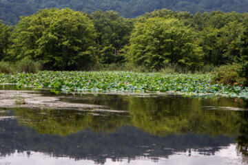 Hermosos nenúfares flotando en el humedal de Sustán 