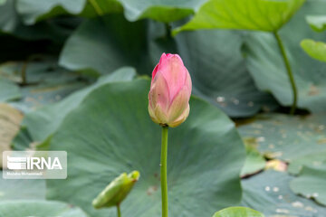 Hermosos nenúfares flotando en el humedal de Sustán 