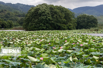 Soustan Wetland; Tourist resort in northern Iran