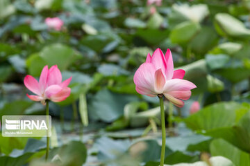 Soustan Wetland; Tourist resort in northern Iran