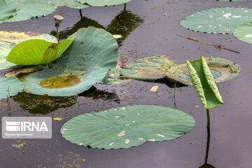 Soustan Wetland; Tourist resort in northern Iran