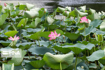 Soustan Wetland; Tourist resort in northern Iran