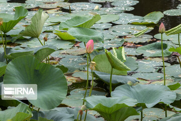 Soustan Wetland; Tourist resort in northern Iran