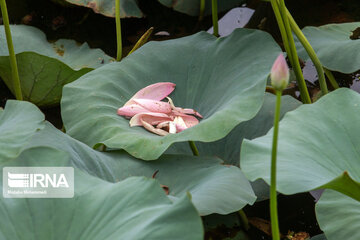 Soustan Wetland; Tourist resort in northern Iran