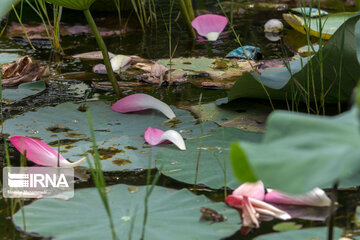 Soustan Wetland; Tourist resort in northern Iran