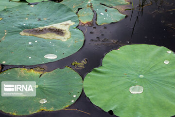 Soustan Wetland; Tourist resort in northern Iran