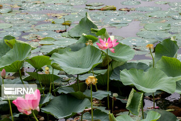 Soustan Wetland; Tourist resort in northern Iran