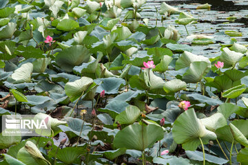 Soustan Wetland; Tourist resort in northern Iran