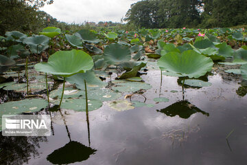 Soustan Wetland; Tourist resort in northern Iran