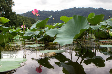 Soustan Wetland; Tourist resort in northern Iran