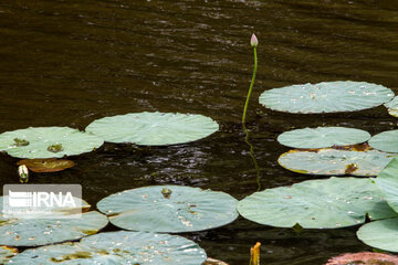 Soustan Wetland; Tourist resort in northern Iran