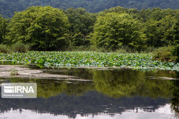 Soustan Wetland; Tourist resort in northern Iran